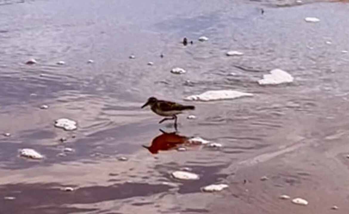 Photo of Others in DeGros Marsh