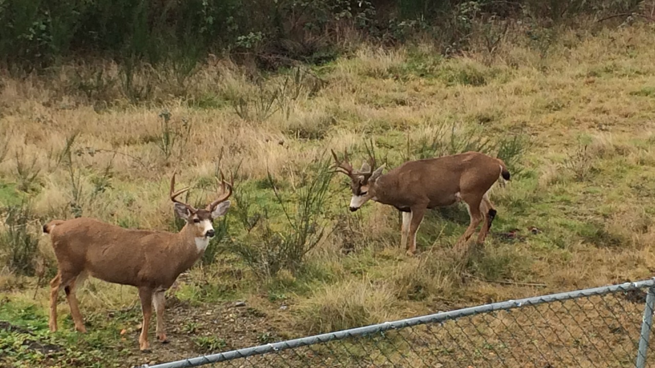 Photo of Others in West Sechelt