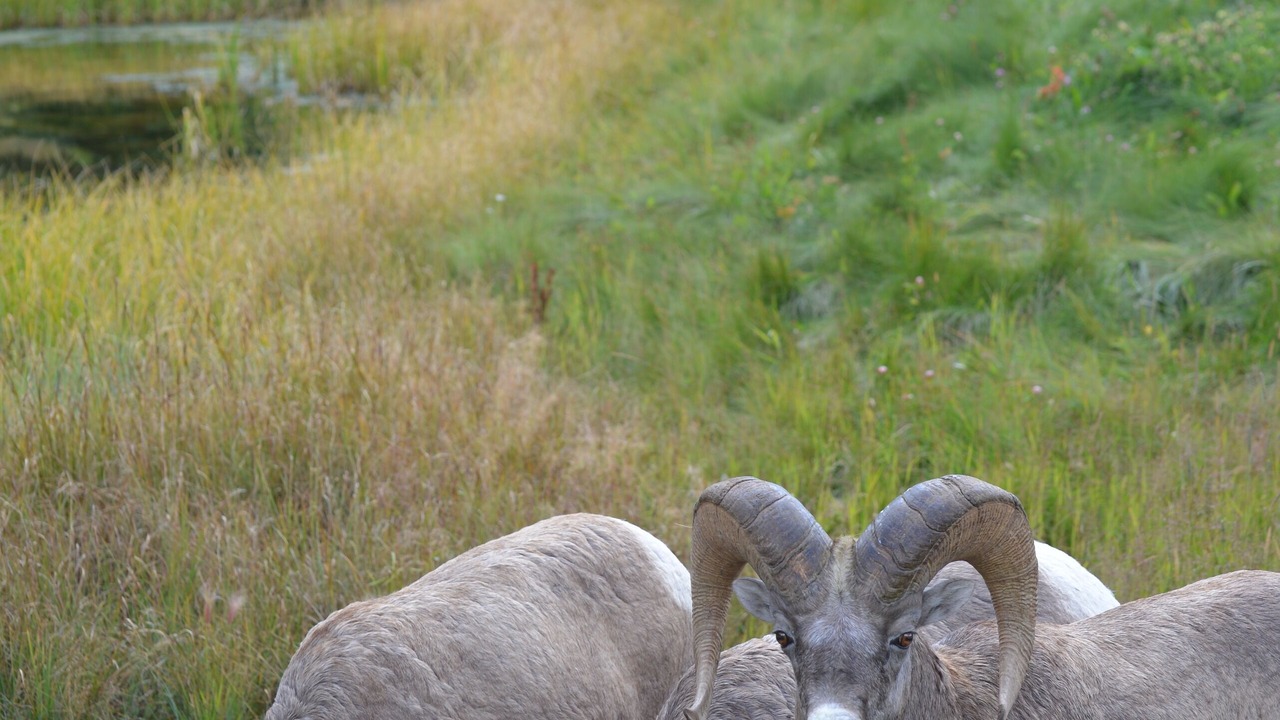 Photo of Others in East Kootenay