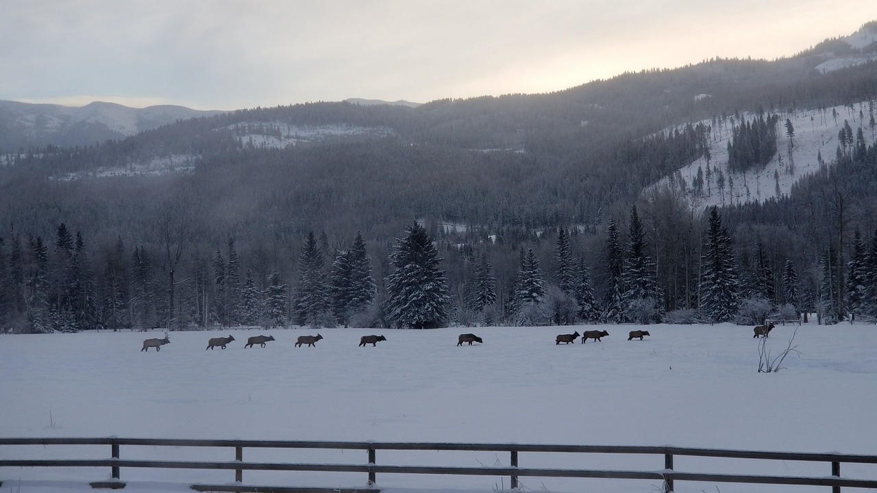Photo of Others in East Kootenay