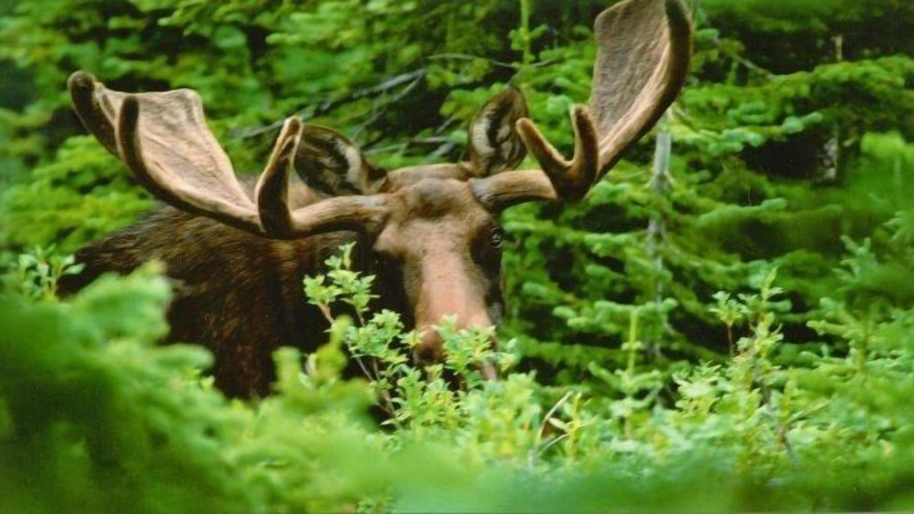 Photo of Outdoor in East Kootenay
