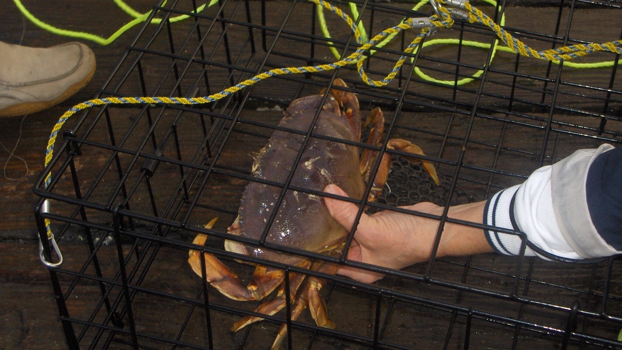 Photo of Others in Davis Bay