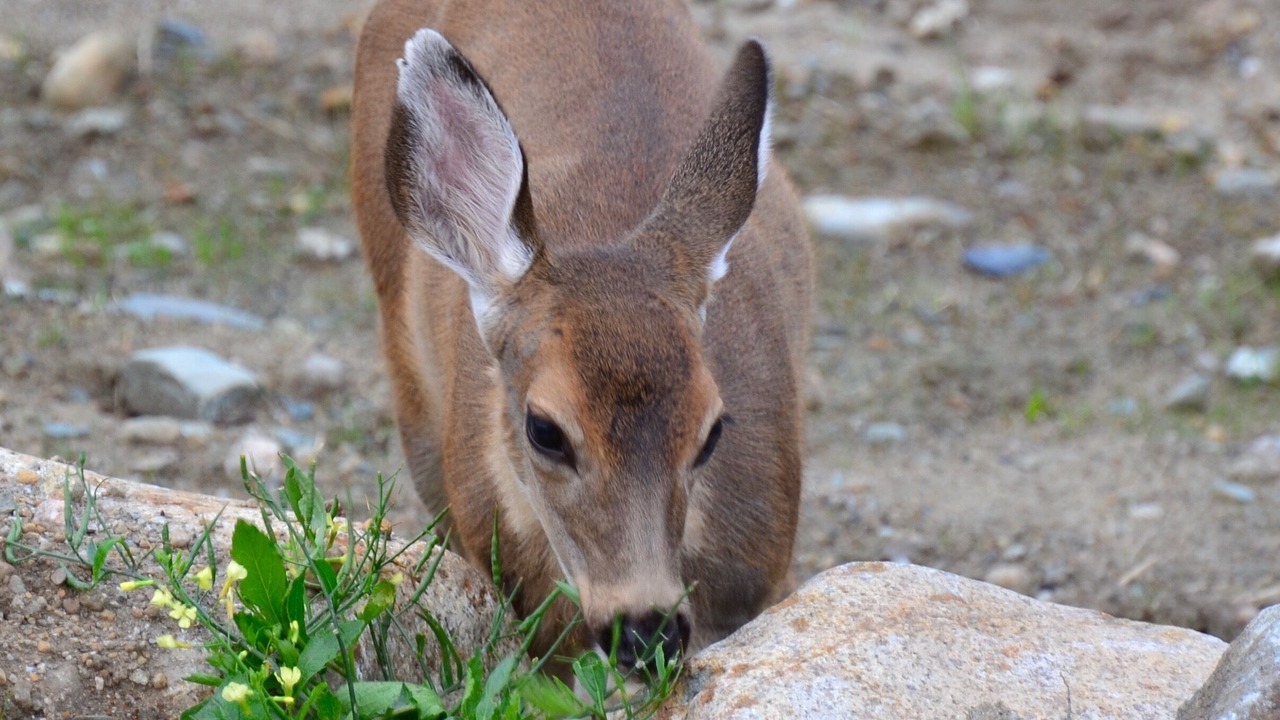 Photo of Others in West Sechelt