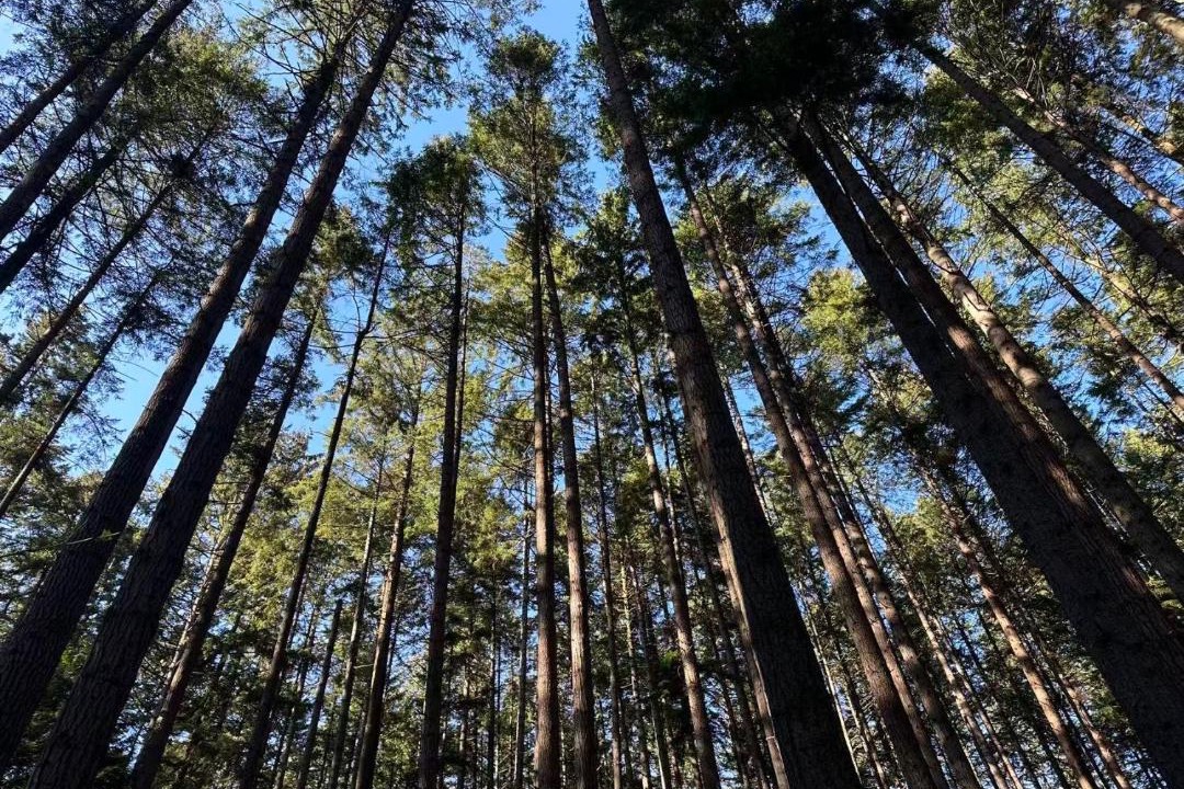 Photo of Others in West Point Grey