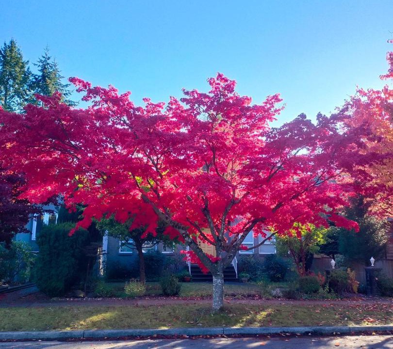 Photo of Others in West Point Grey