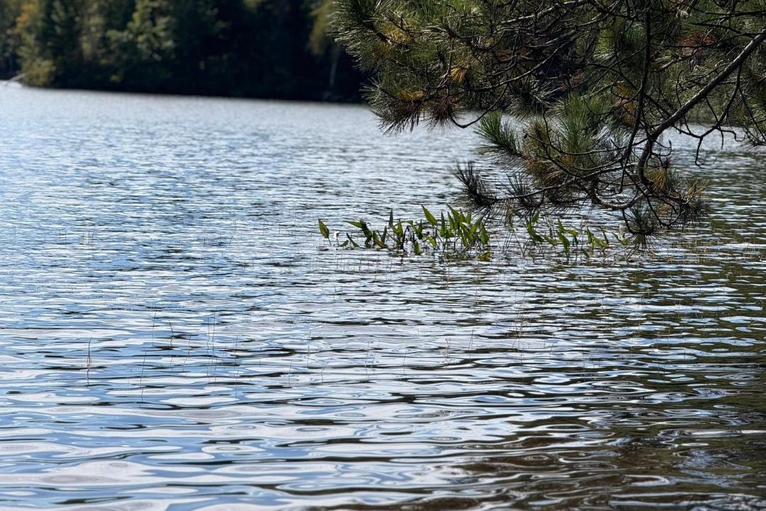 Photo of Others in Mandeville