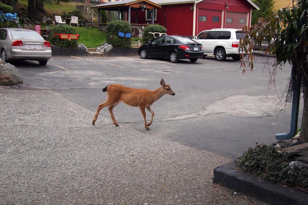 Photo of Others in Ucluelet