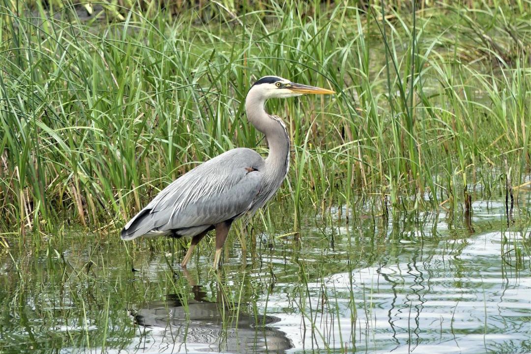 Photo of Others in Saint-Paul-de-l'Ile-aux-Noix