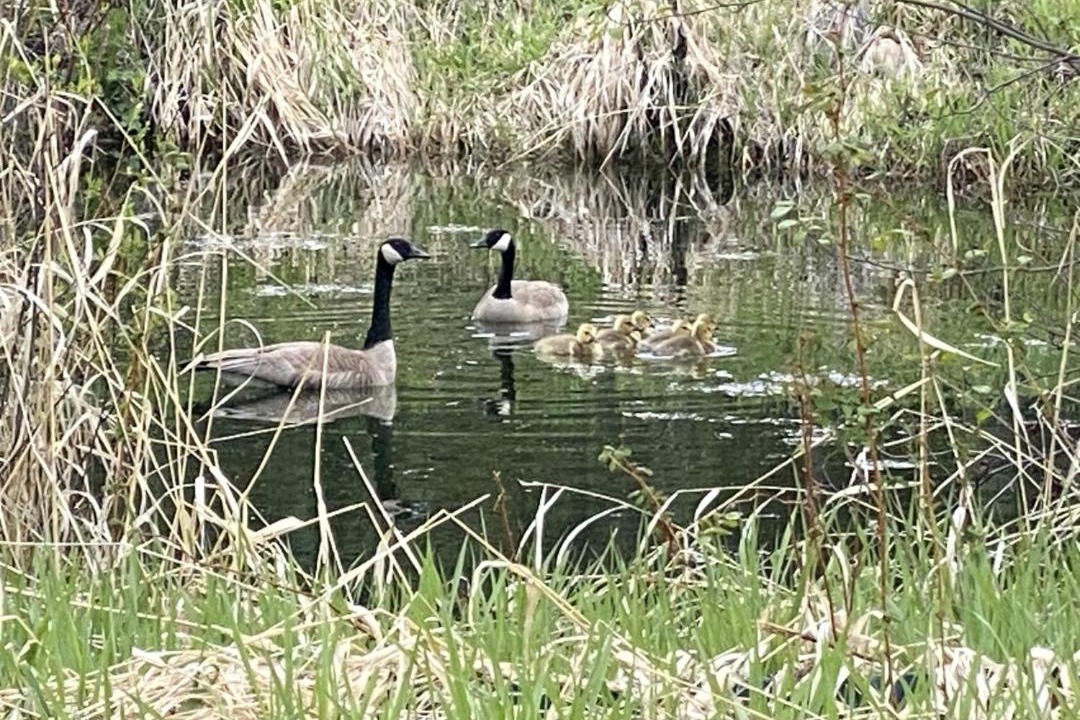 Photo of Others in Okanagan-Similkameen