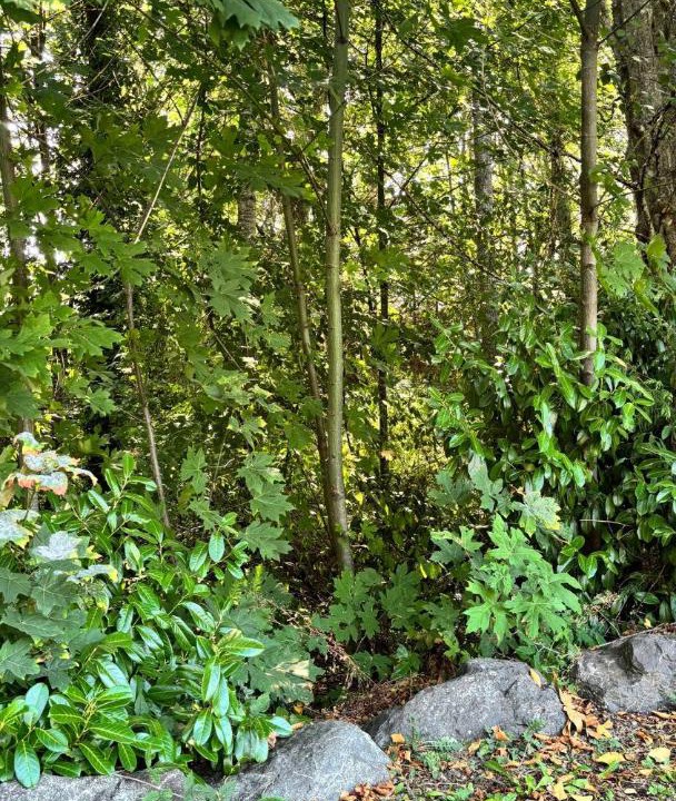 Photo of Outdoor in North Cowichan