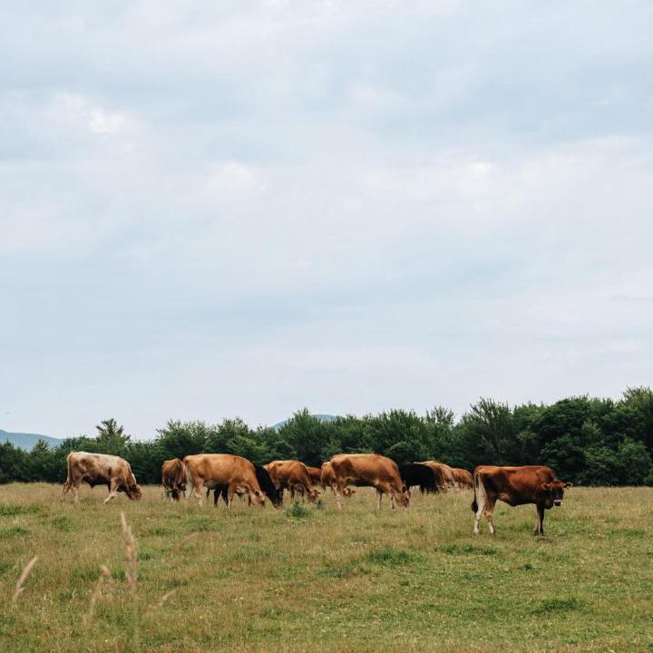 Photo of Others in Potton