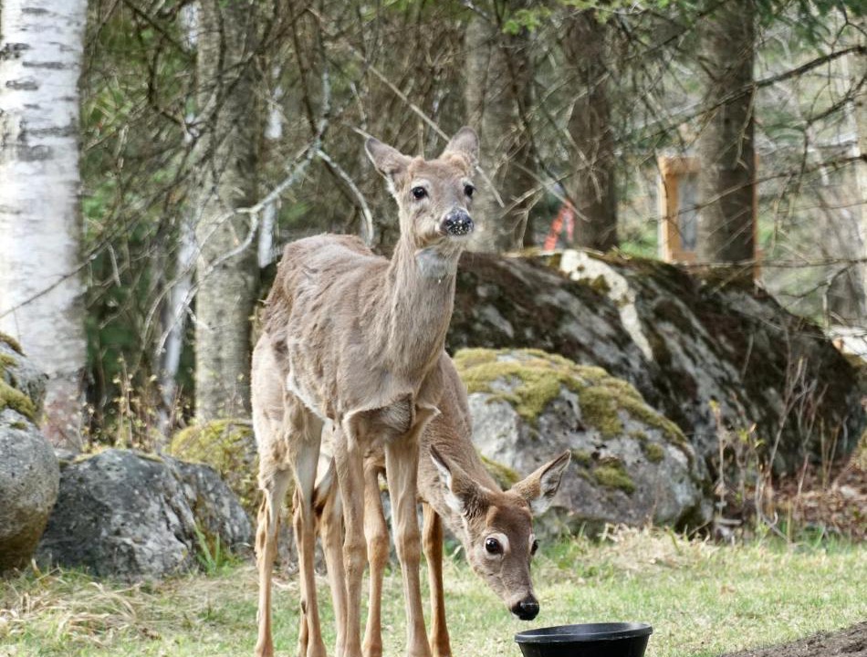 Photo of Others in Mont-Tremblant