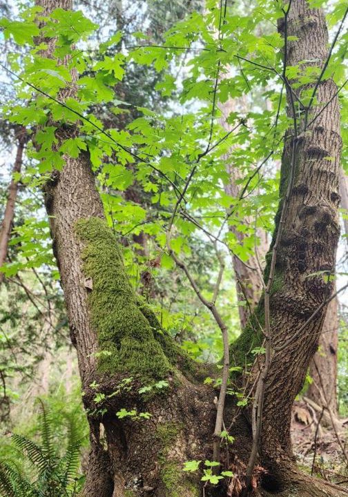 Photo of Others in Regional District of Nanaimo