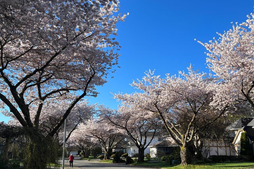 Photo of Others in South Surrey