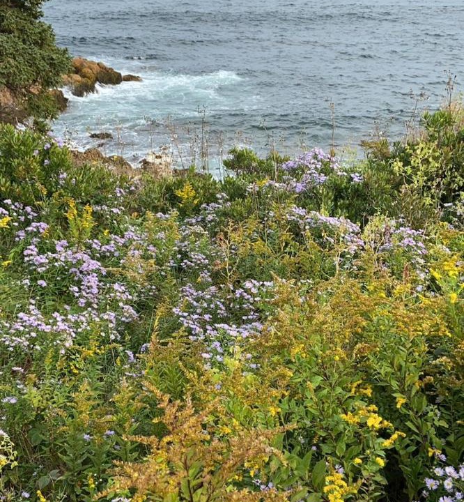 Photo of Others in Portuguese Cove