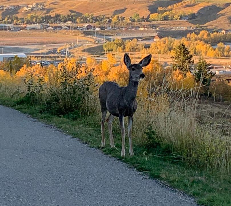 Photo of Others in Cochrane