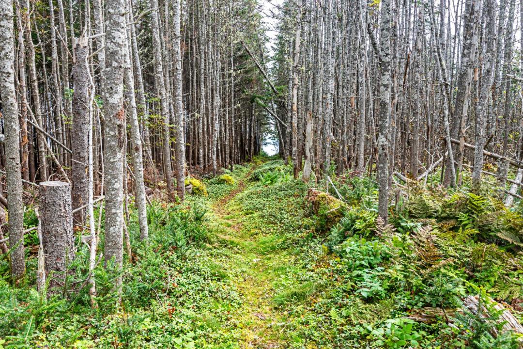 Photo of Others in Guysborough County