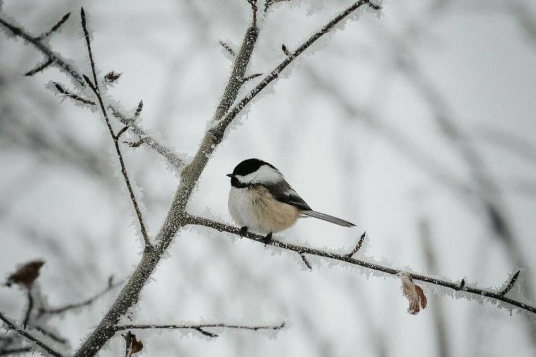 Photo of Others in Central Alberta