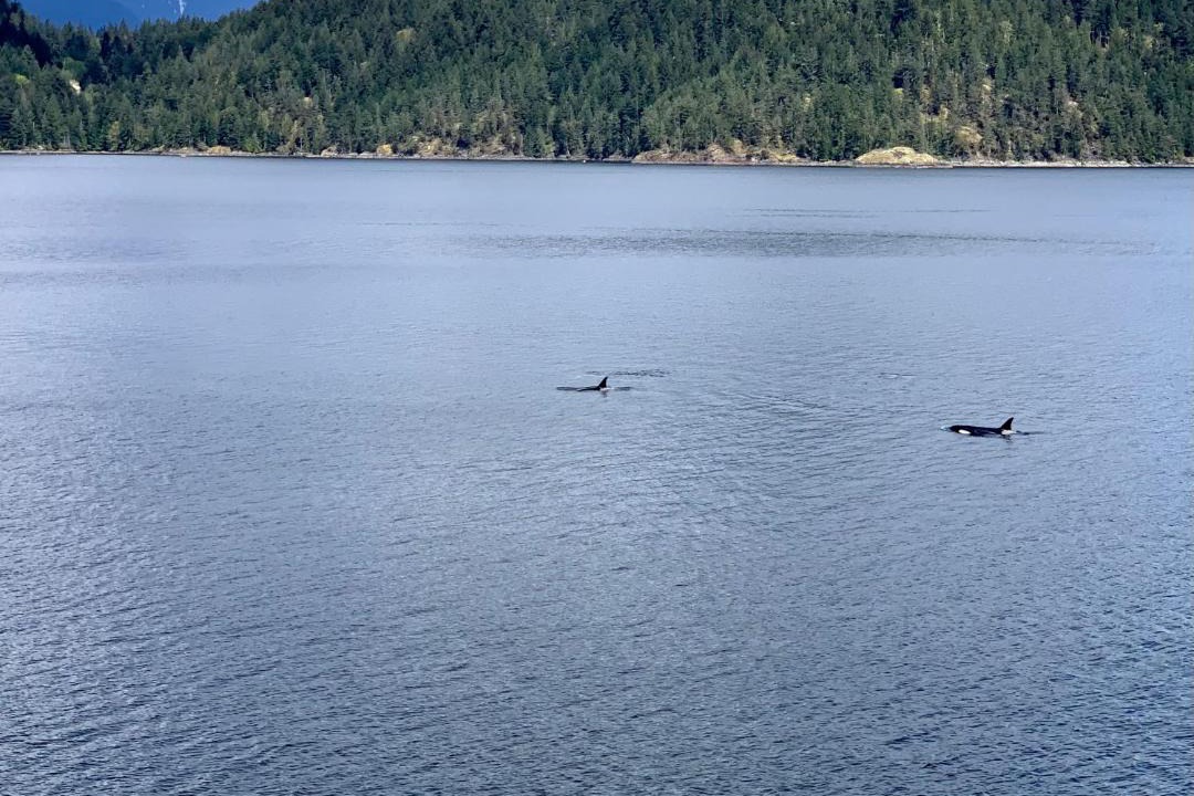 Photo of Others in Earls Cove