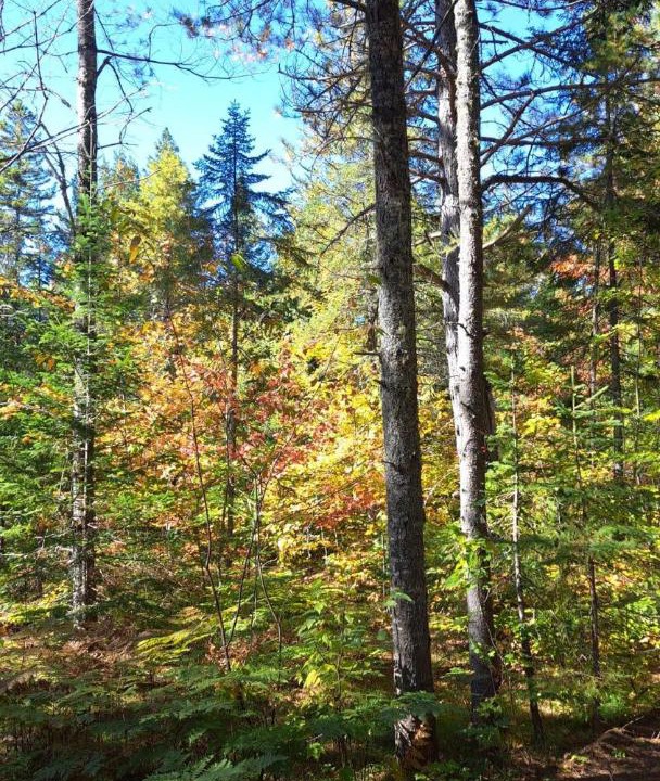 Photo of Outdoor in Mauricie