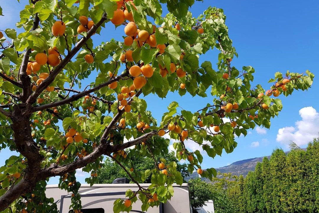 Photo of Others in Okanagan-Similkameen