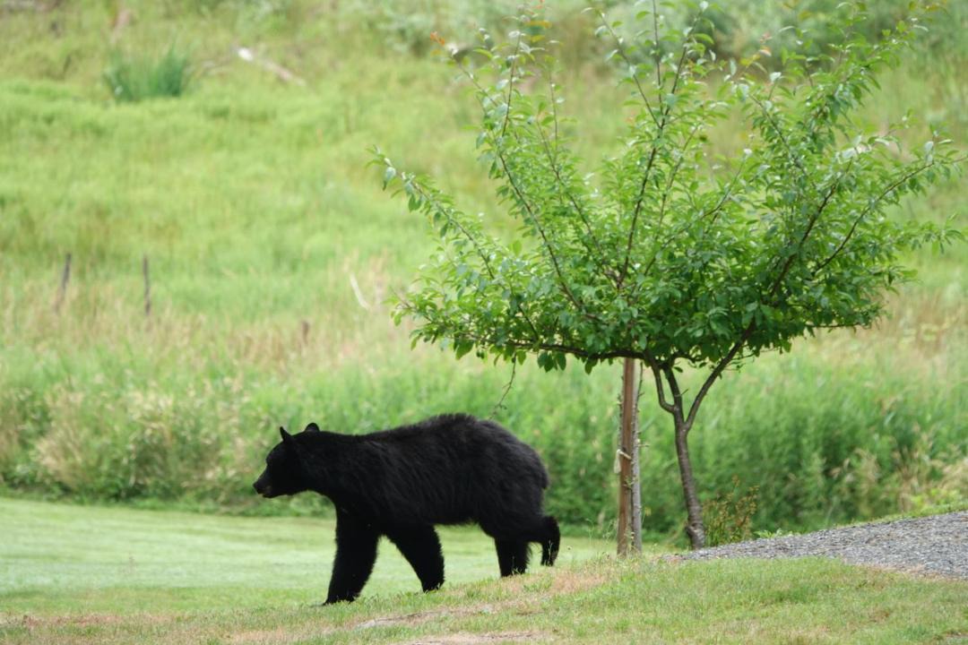 Photo of Others in Port Alberni