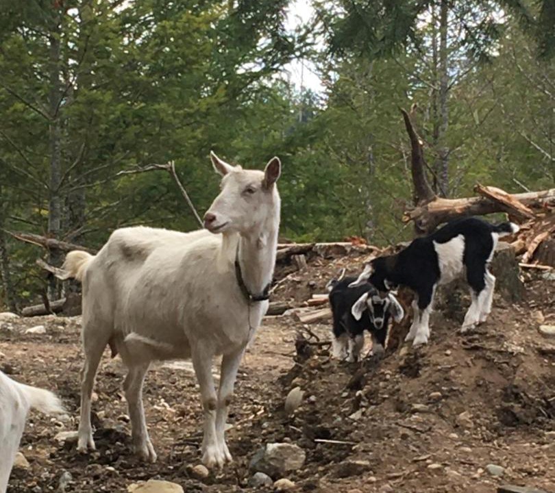 Photo of Others in Shawnigan Lake