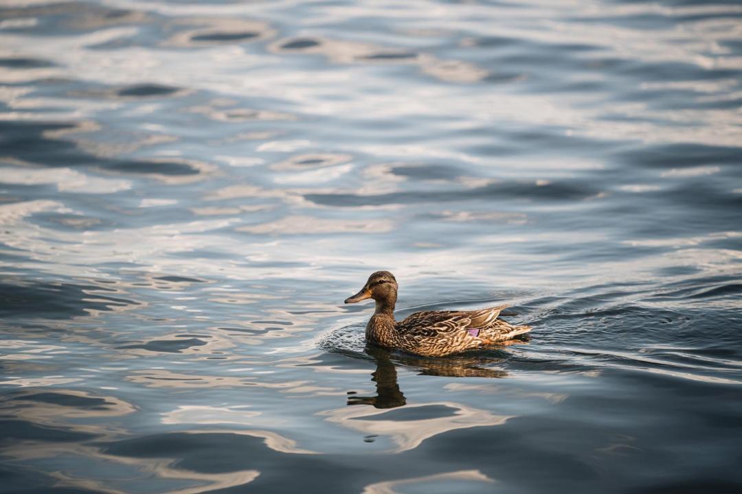 Photo of Others in Lac-Brome