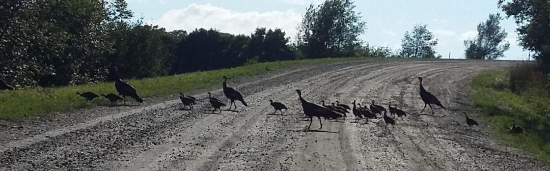 Photo of Others in Sainte-Sophie-d'Halifax
