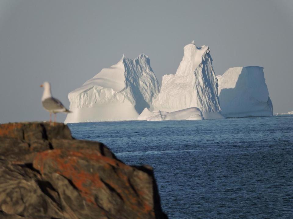 Photo of Others in Bonavista