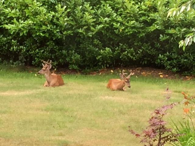 Photo of Outdoor in Powell River