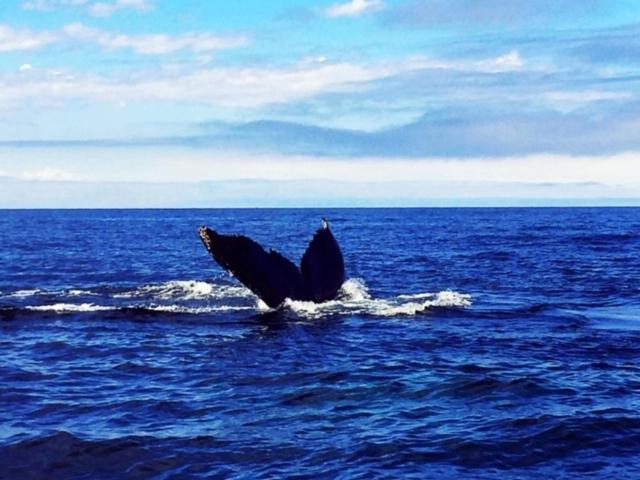 Photo of Others in Bonavista
