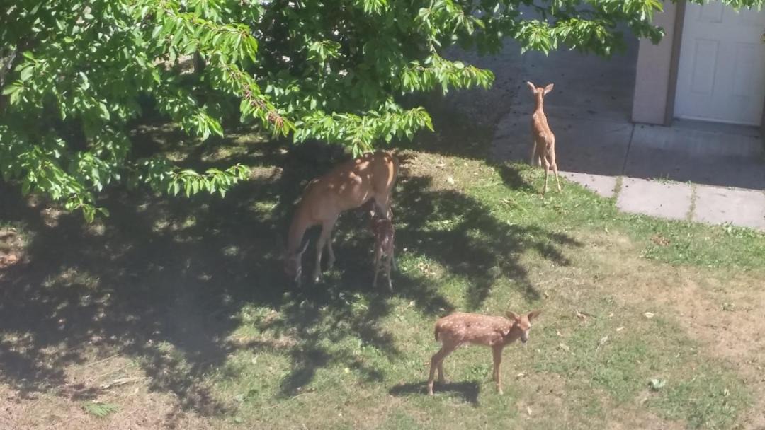 Photo of Others in Revelstoke