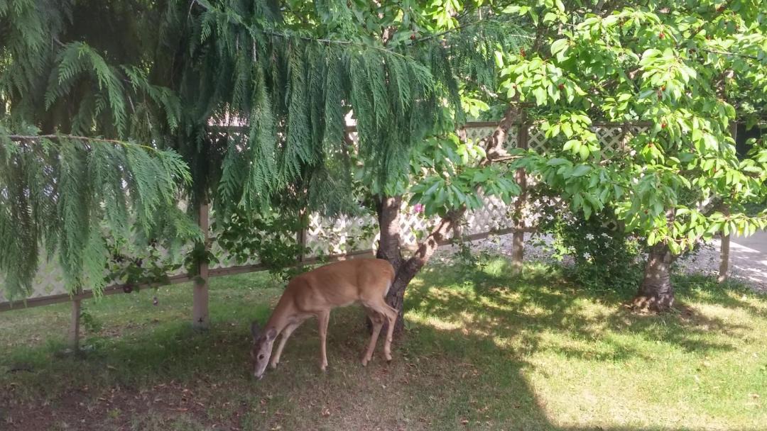 Photo of Others in Revelstoke