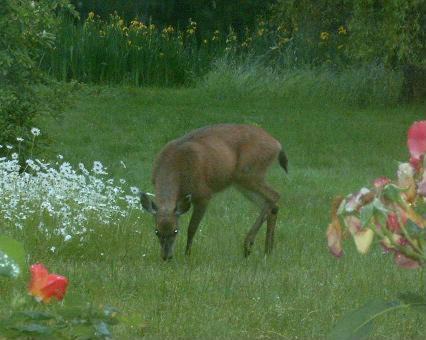 Photo of Others in Salt Spring Island