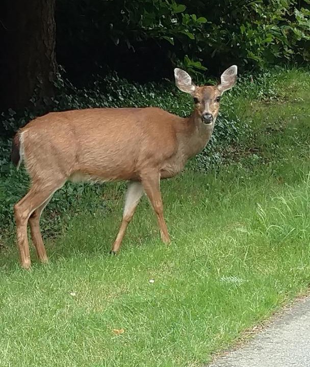 Photo of Others in Halfmoon Bay
